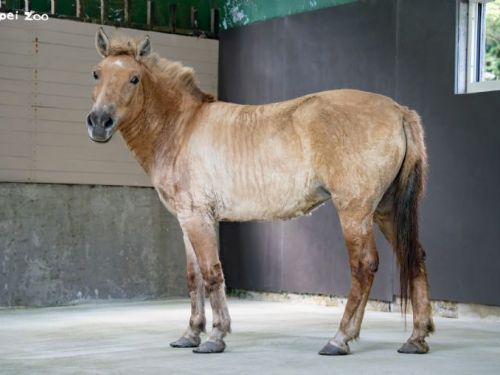 蒙古野馬搬進寬敞新家，動物園打造更友善活動空間